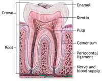 periodontium